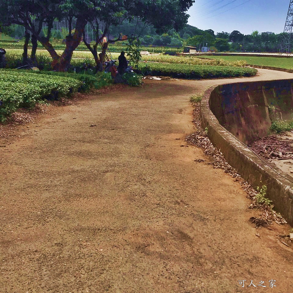 南投蚊香茶園 同心雙圓茶園 梯田景觀