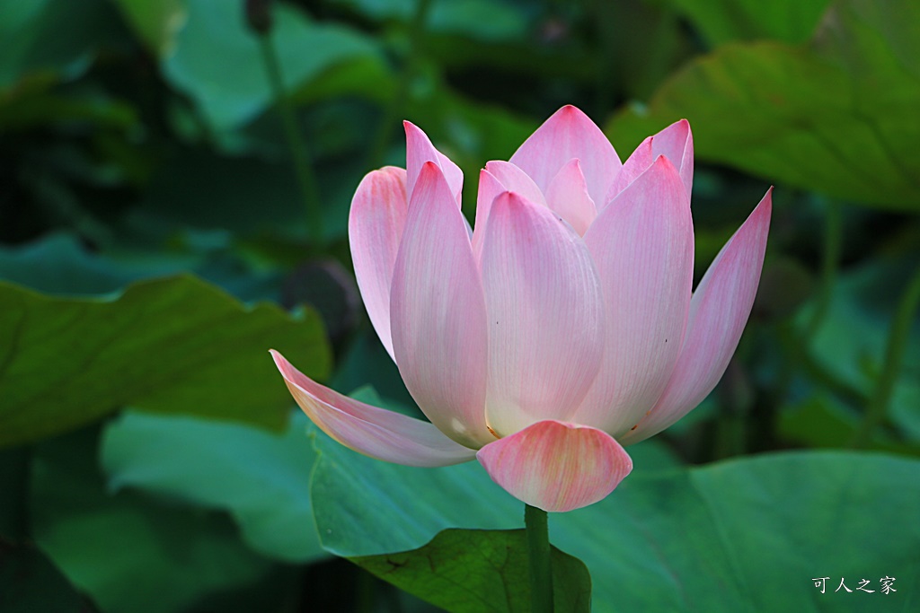 台南白河蓮花季