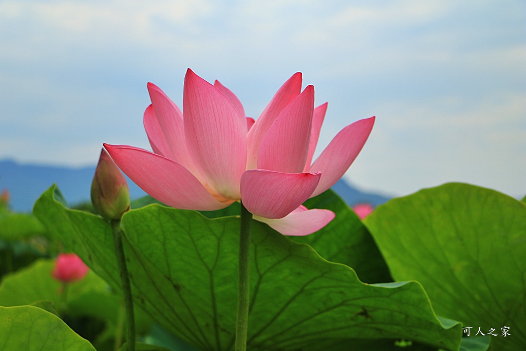 台南白河蓮花季