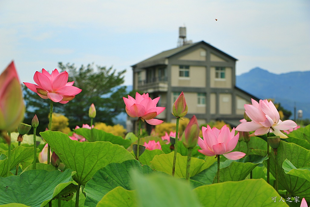 台南白河蓮花季