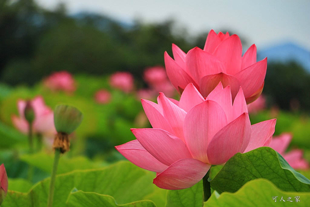 台南白河蓮花季