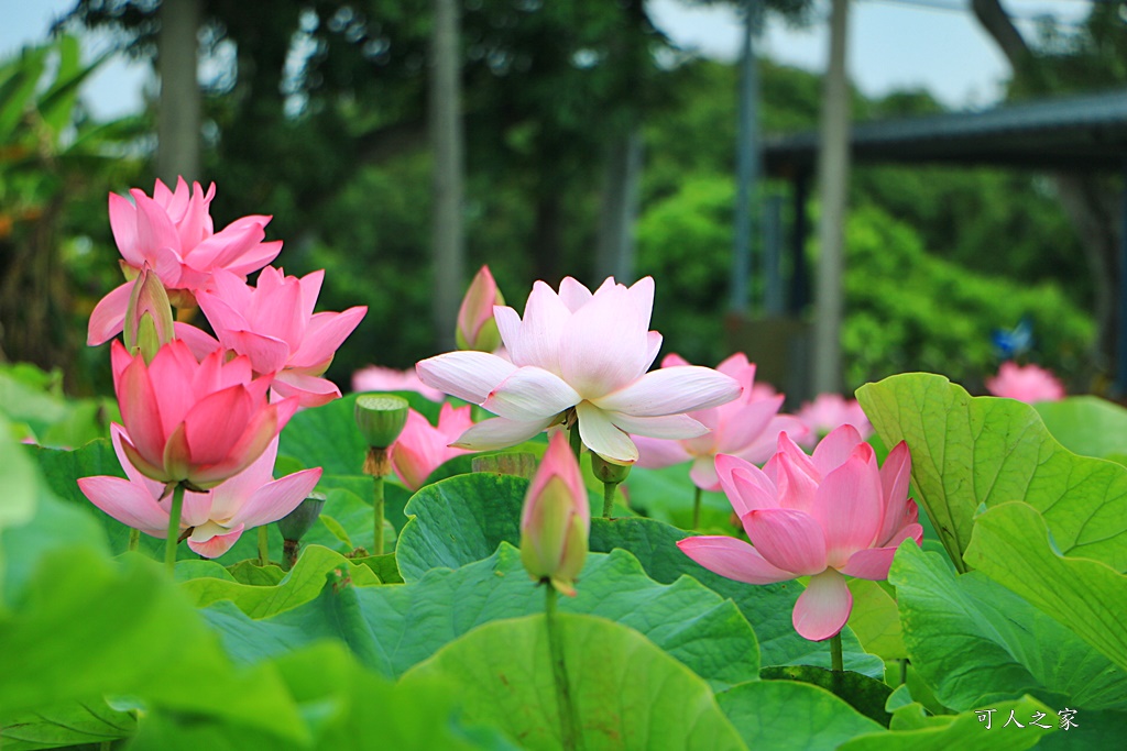 台南白河蓮花季