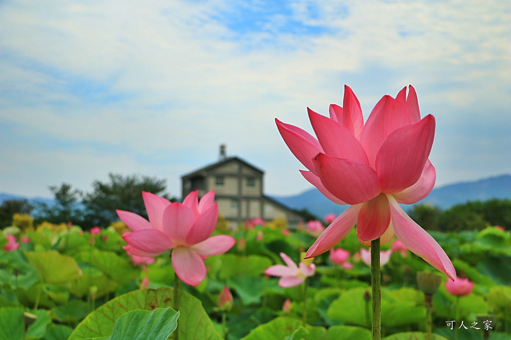 台南白河蓮花季