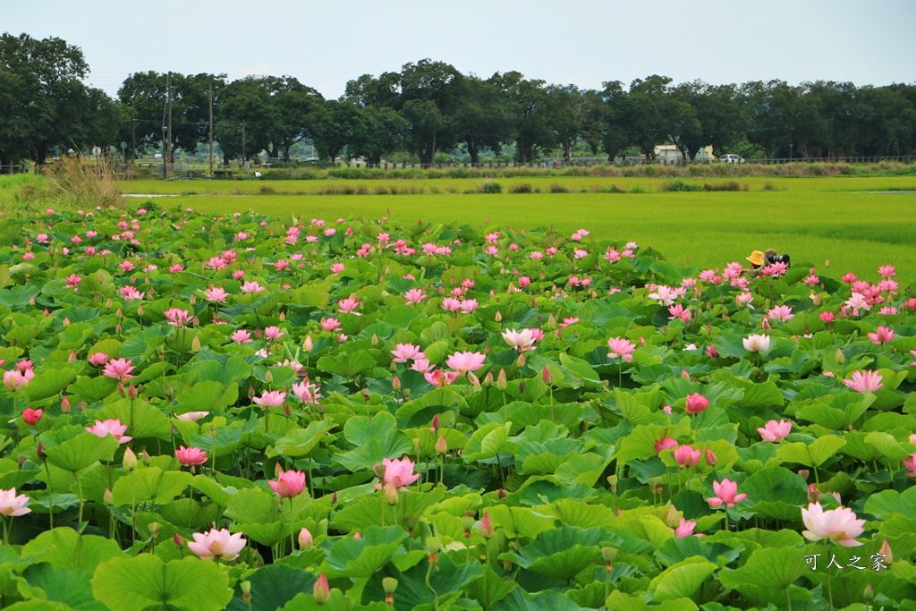 台南白河蓮花季