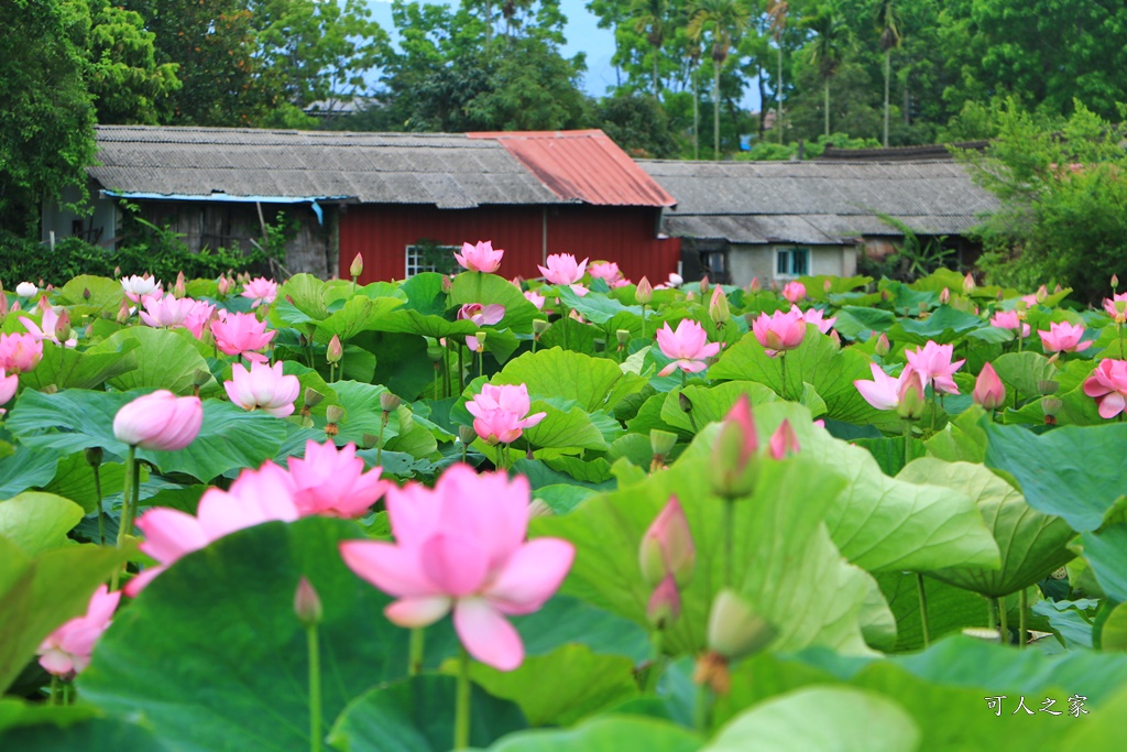 台南白河蓮花季