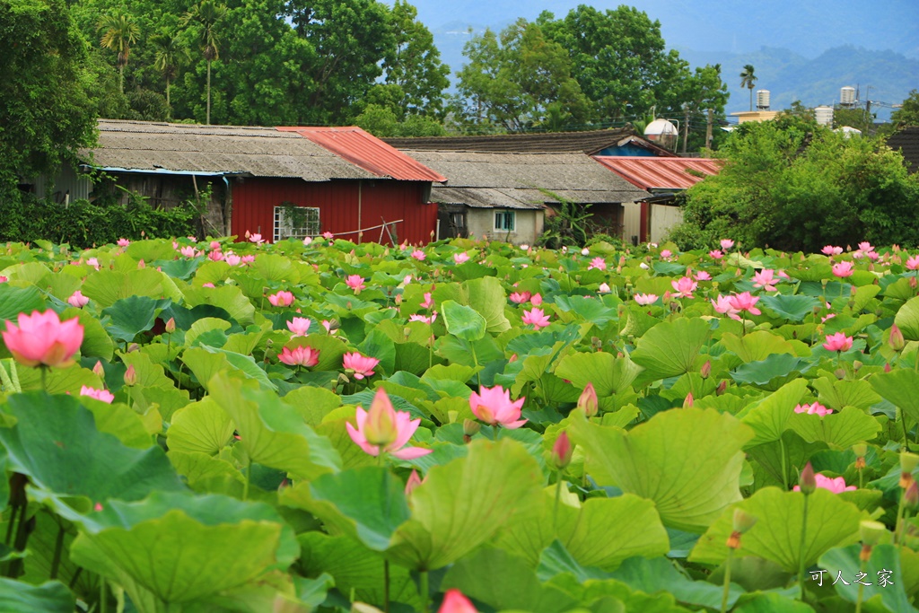 台南白河蓮花季