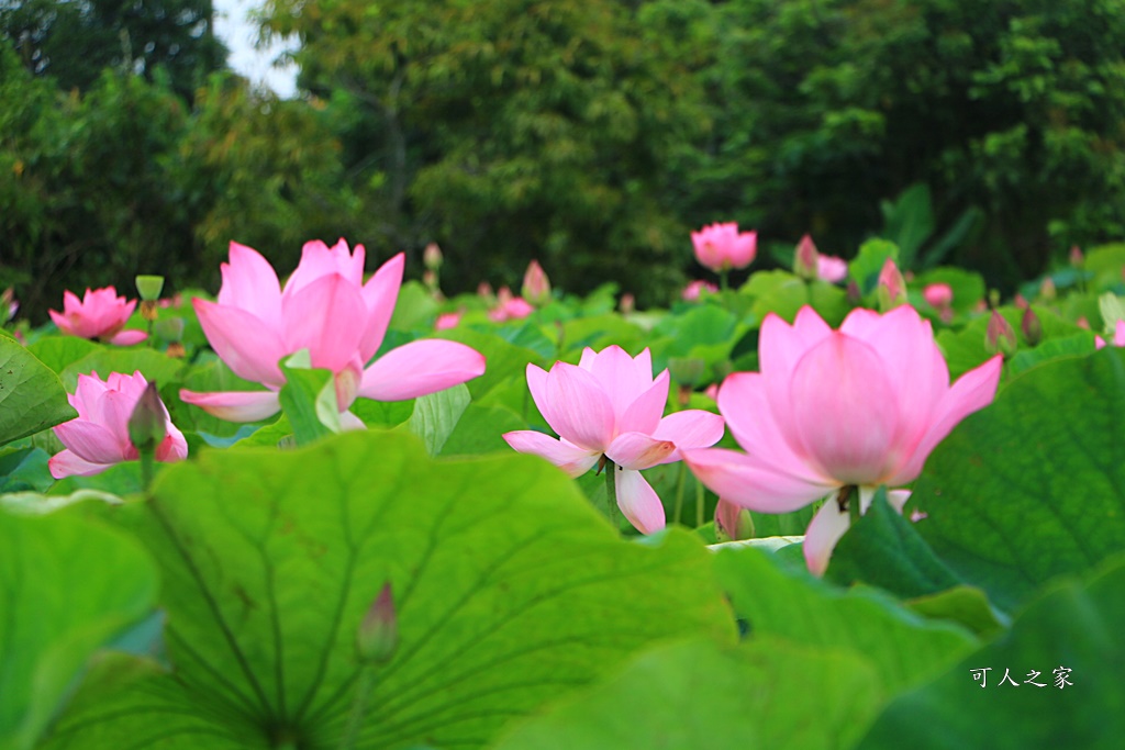 台南白河蓮花季