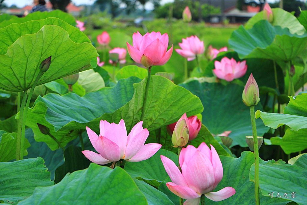 台南白河蓮花季