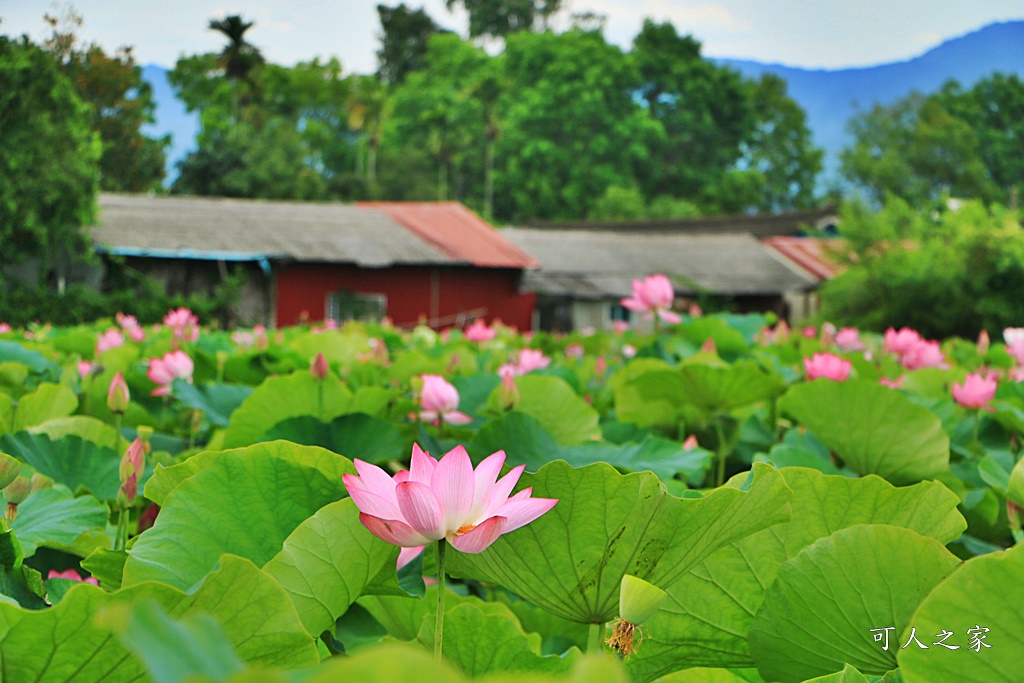 台南白河蓮花季