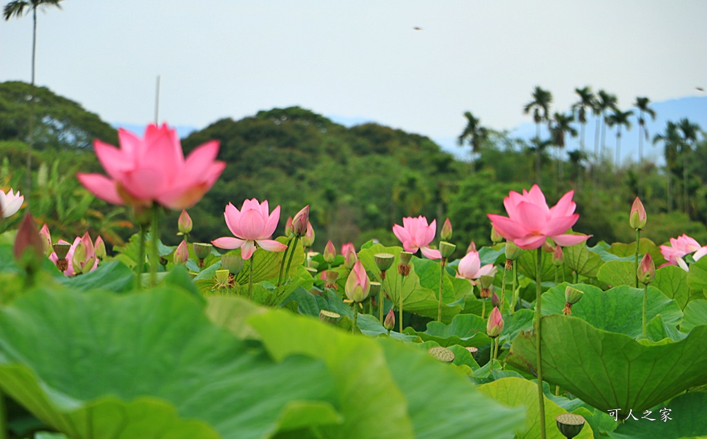 台南白河蓮花季