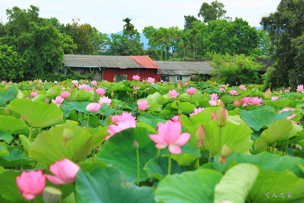 台南白河蓮花季