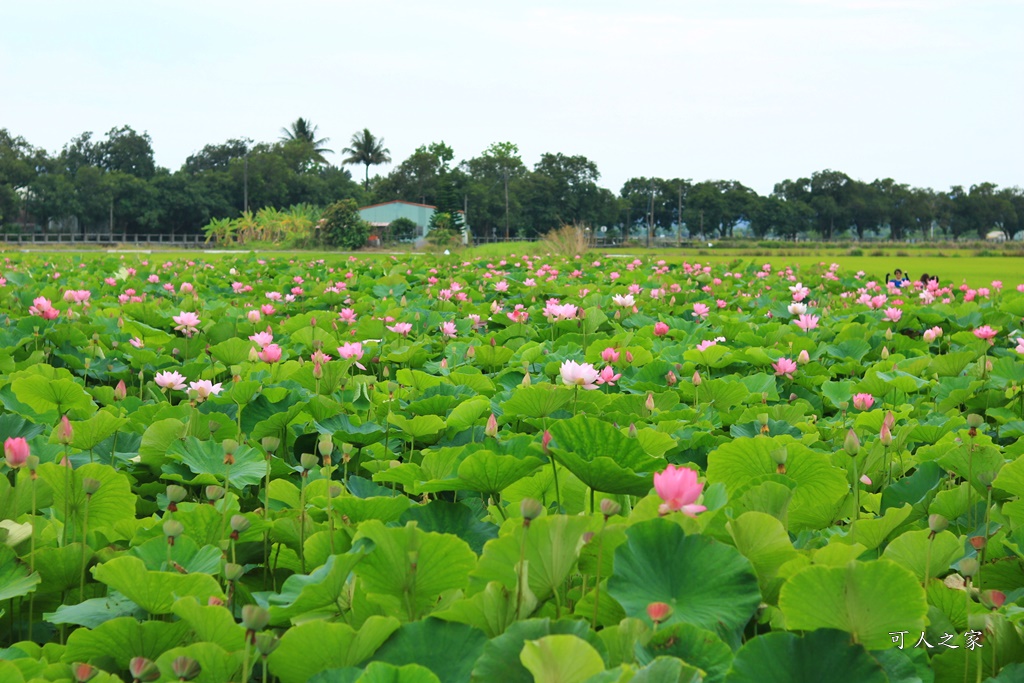 台南白河蓮花季