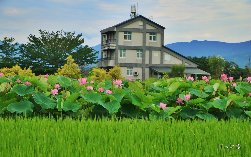 台南白河蓮花季