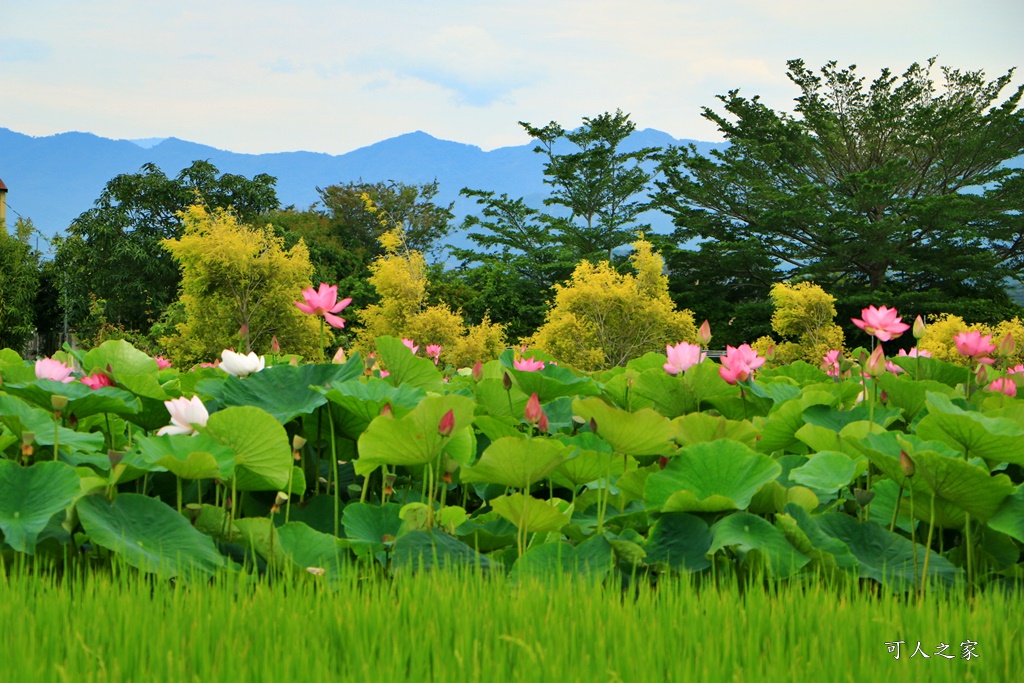 台南白河蓮花季