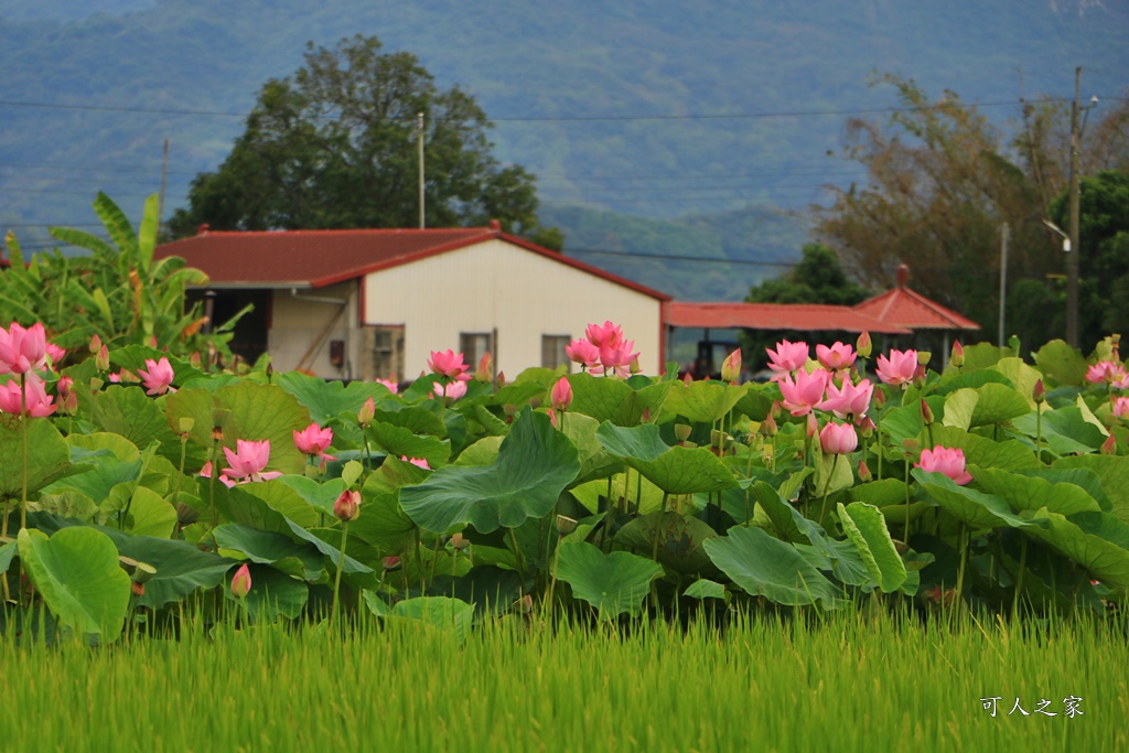 台南白河蓮花季