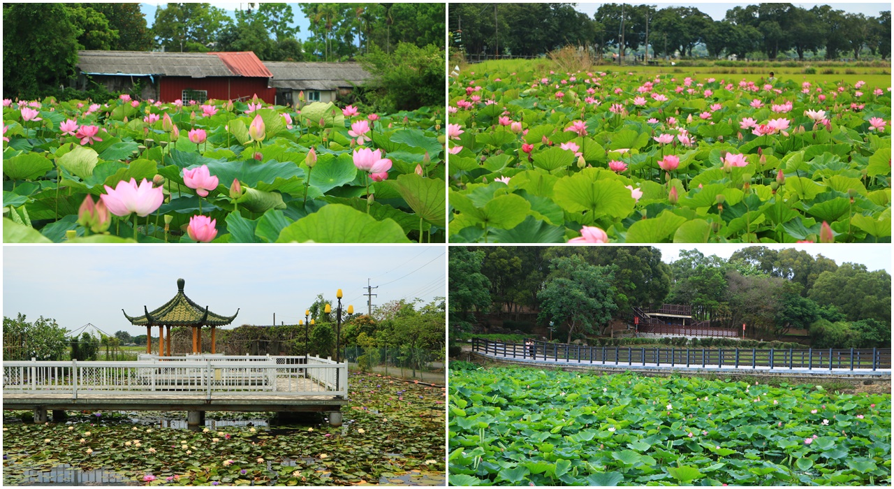 台南白河蓮花季