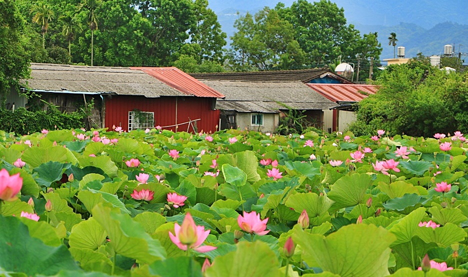 2020白河蓮花季,台南白河,大竹里,廣蓮,白河老房蓮花秘境,白河蓮香亭,蓮花公園,詔豐,賞蓮新秘境 @可人之家