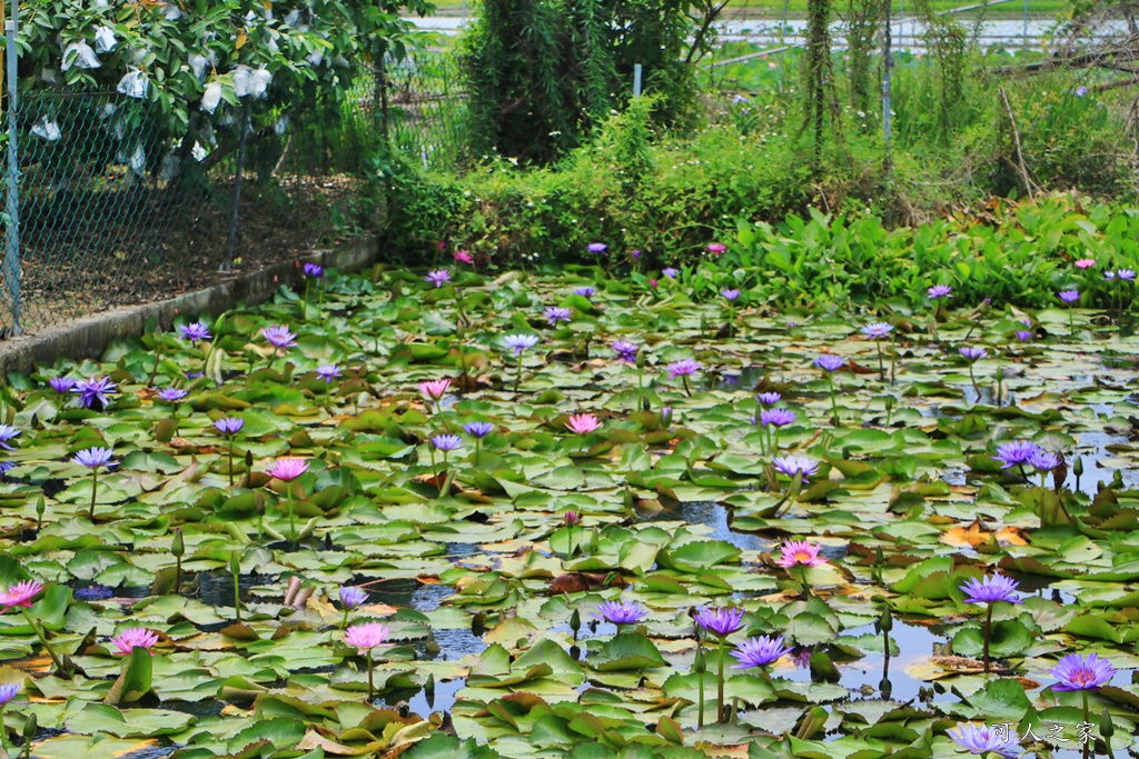 台南白河蓮花季