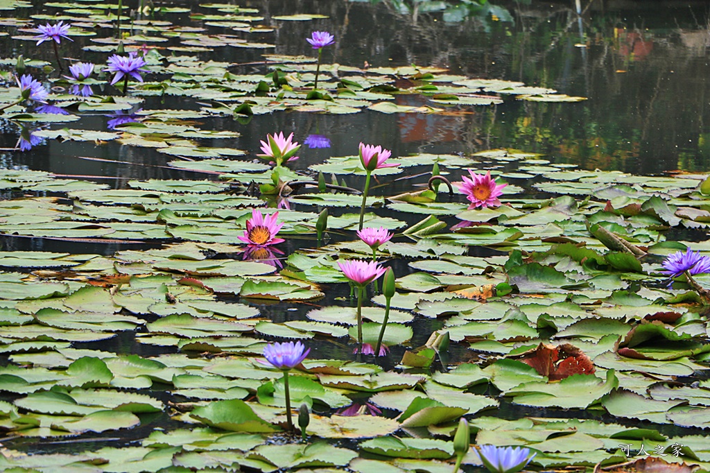 台南白河蓮花季