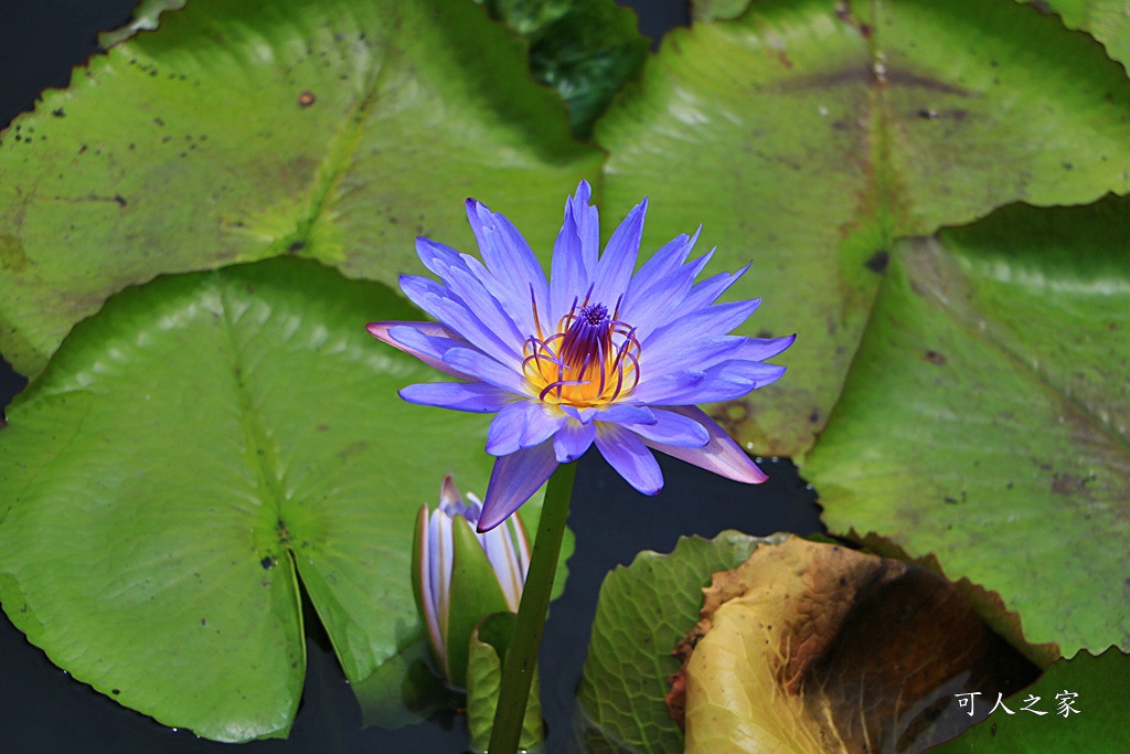 台南白河蓮花季