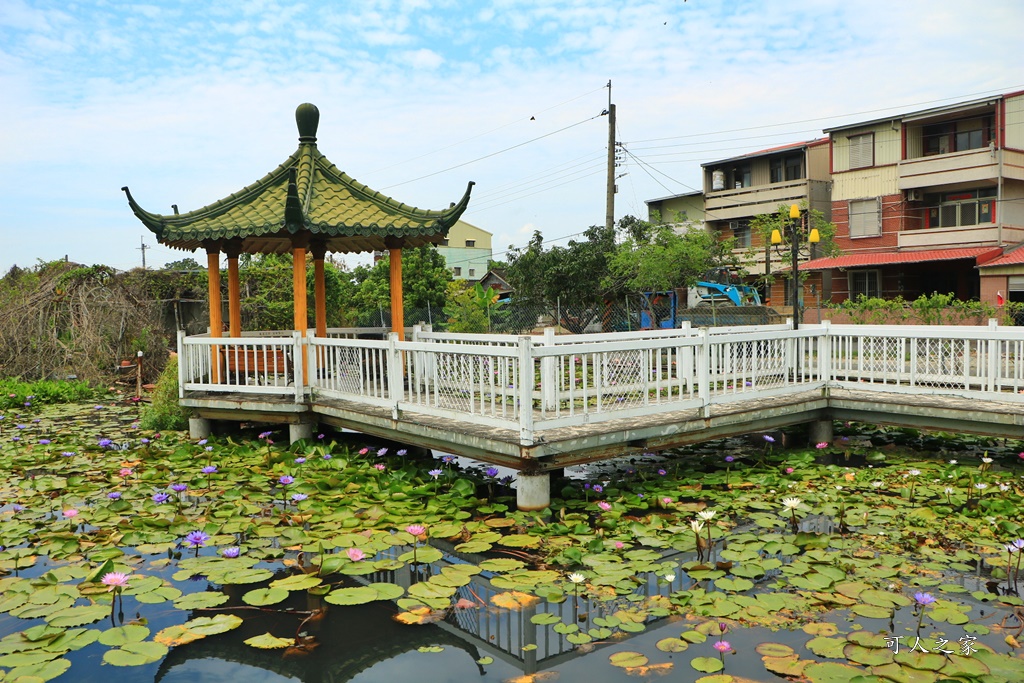 台南白河蓮花季