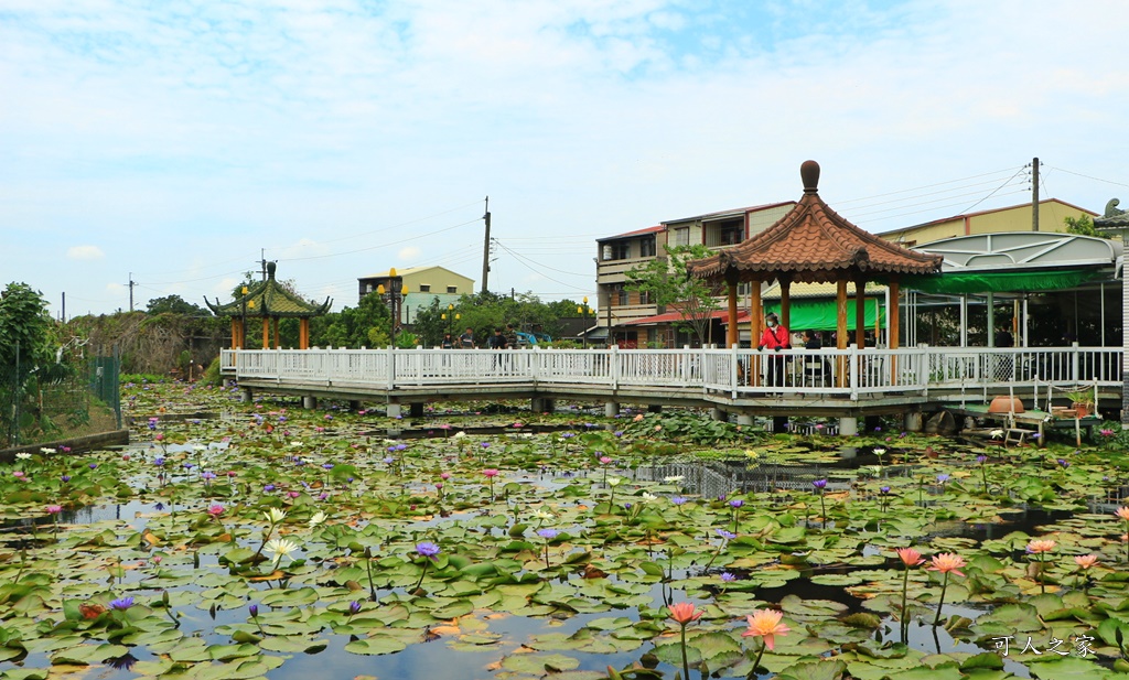 台南白河蓮花季