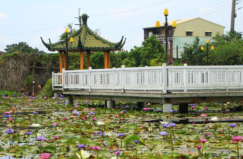 台南白河蓮花季