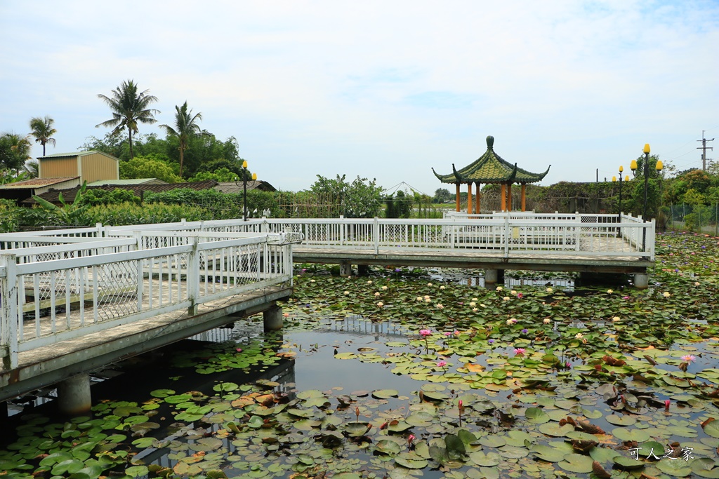 台南白河蓮花季