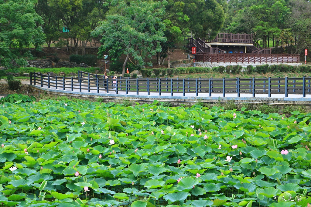 台南白河蓮花季