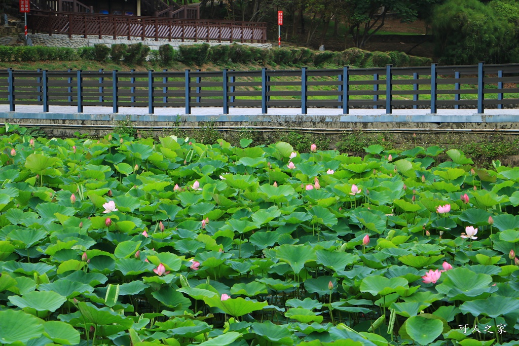 台南白河蓮花季