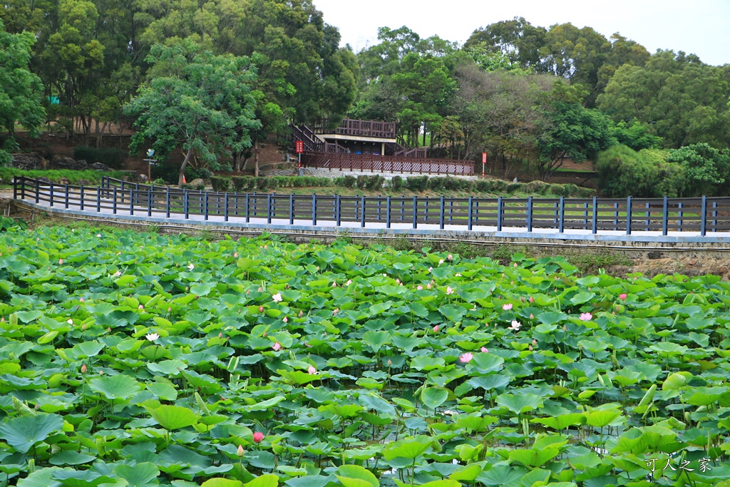 台南白河蓮花季