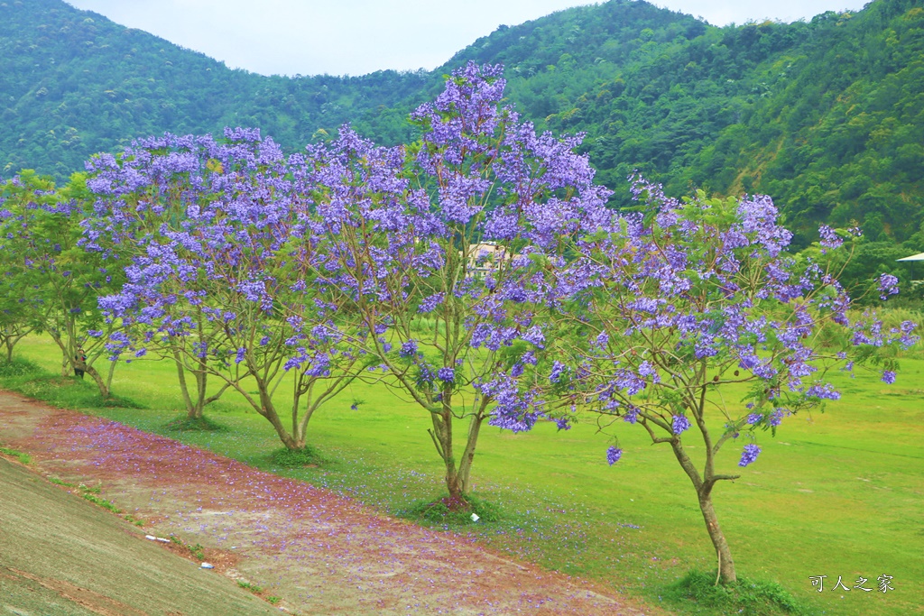 2020藍花楹埔里,南投埔里藍花楹