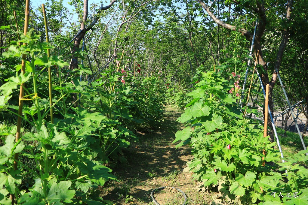 櫻花鳥森林