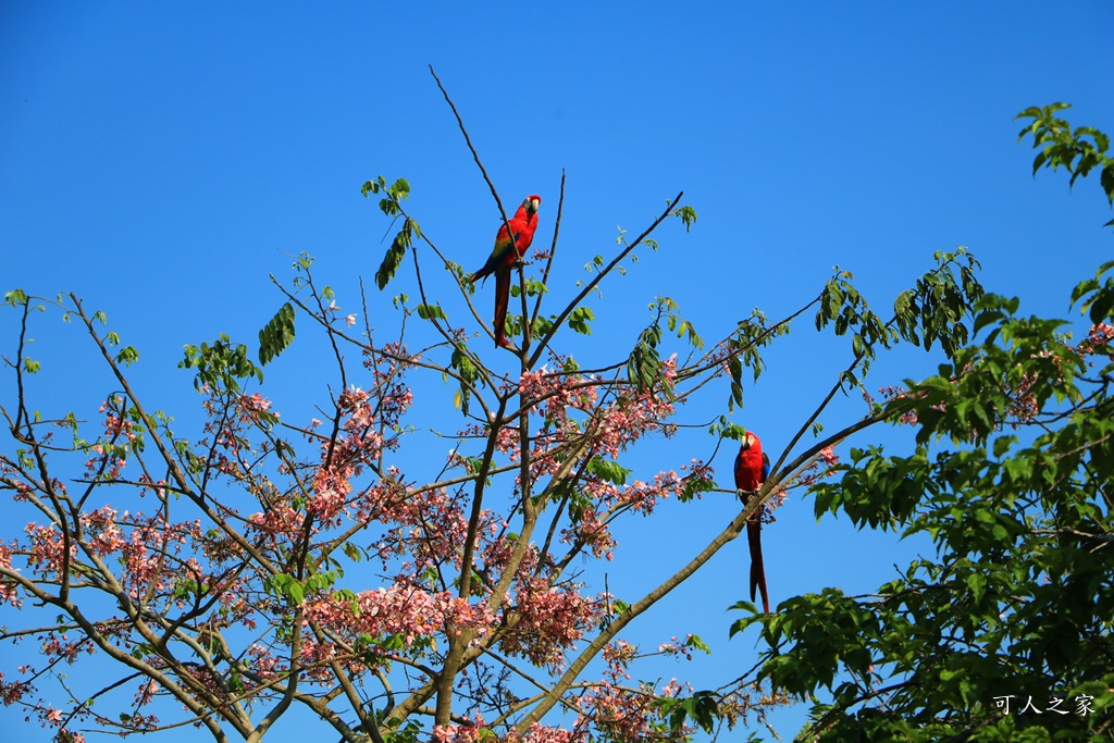 櫻花鳥森林