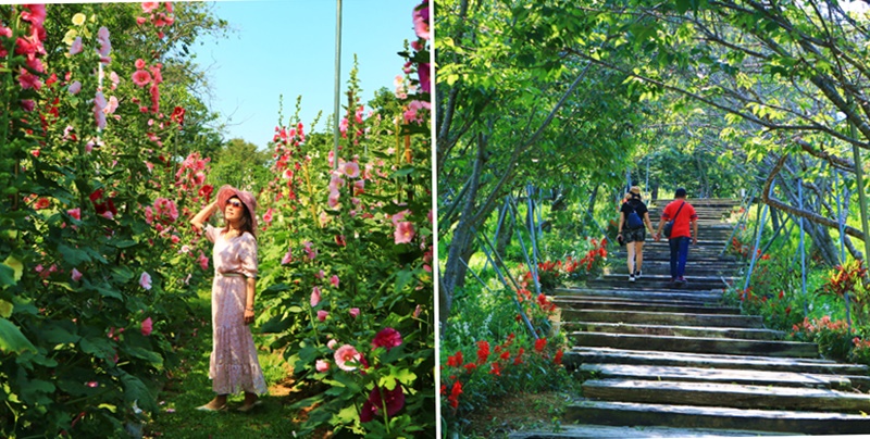 台中新社景點,台中賞花蜀葵花,櫻花鳥森林 @可人之家