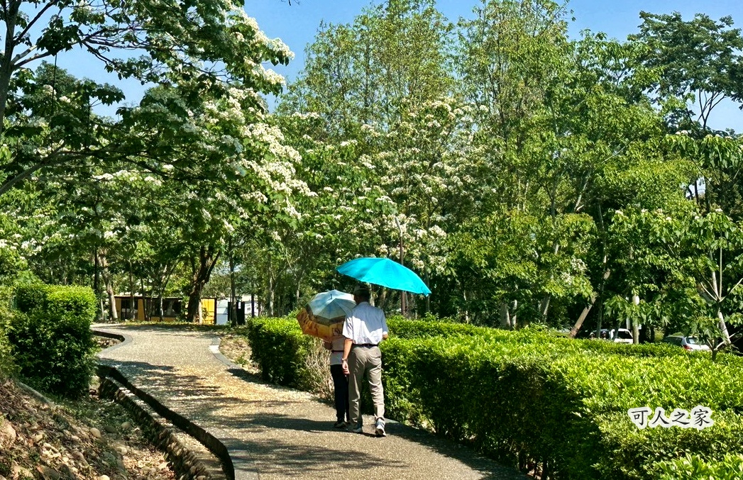網站近期文章：雲林古坑荷苞山桐花季│2026最新花況│接下來一週將進入盛開期