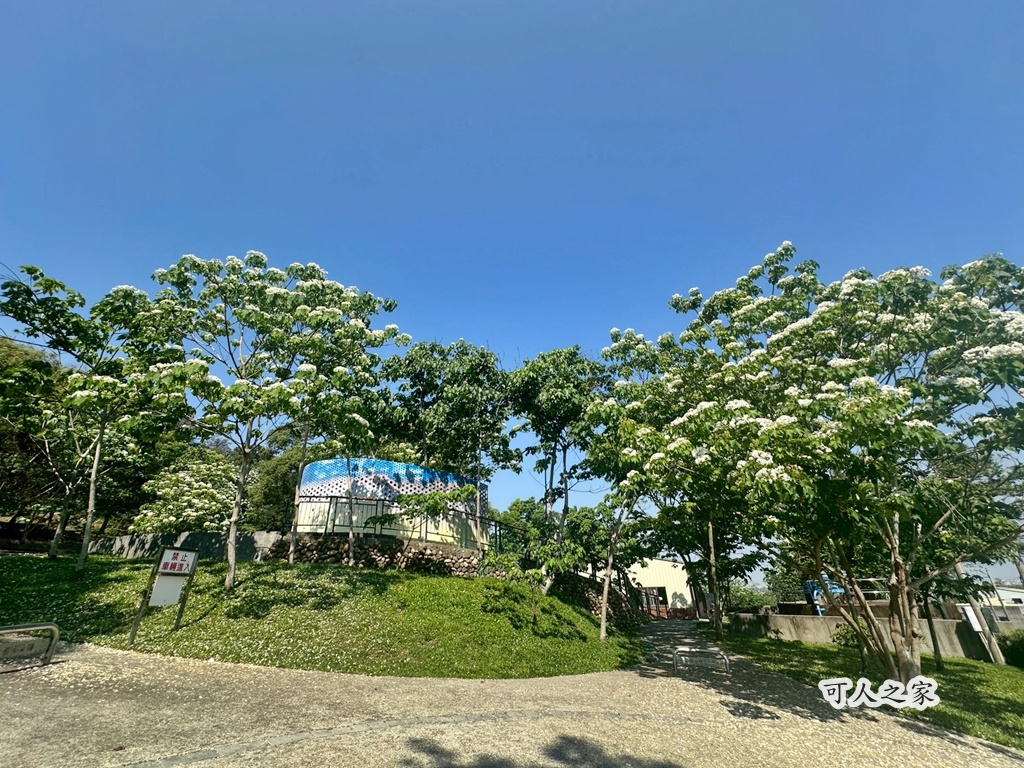 2020古坑荷苞山、雲林賞桐