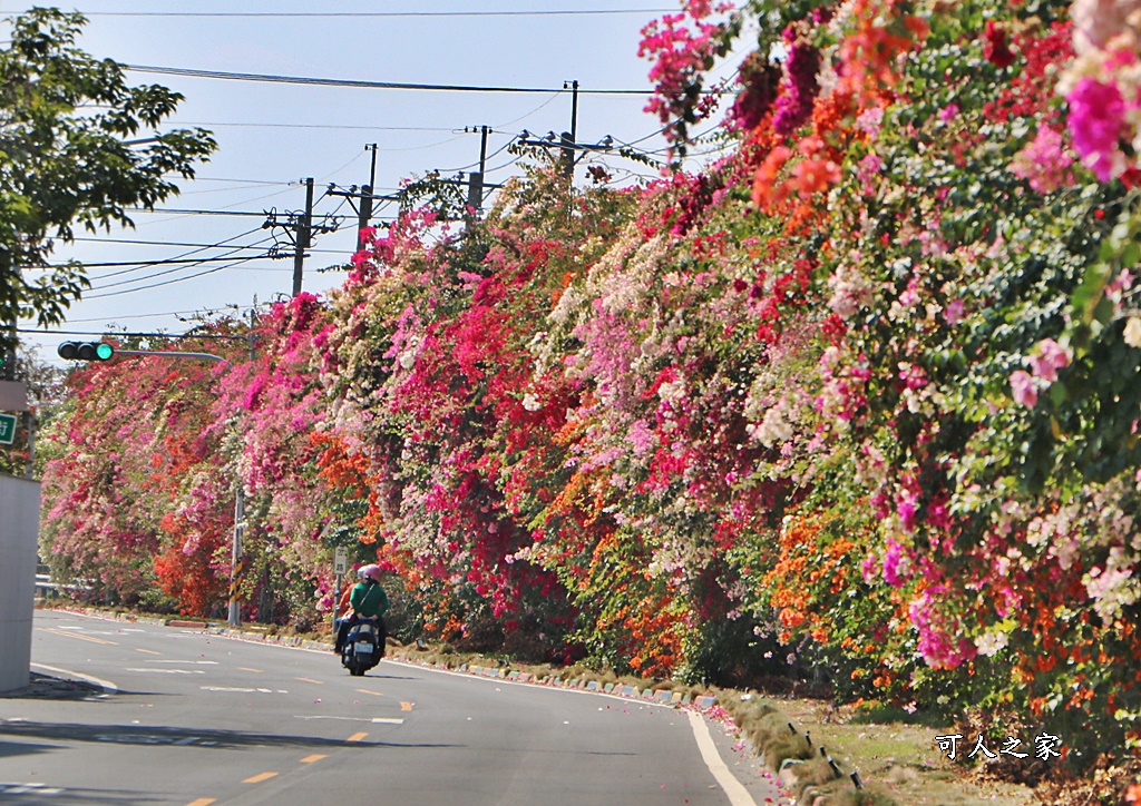 田中花卉廊道，九重葛花牆