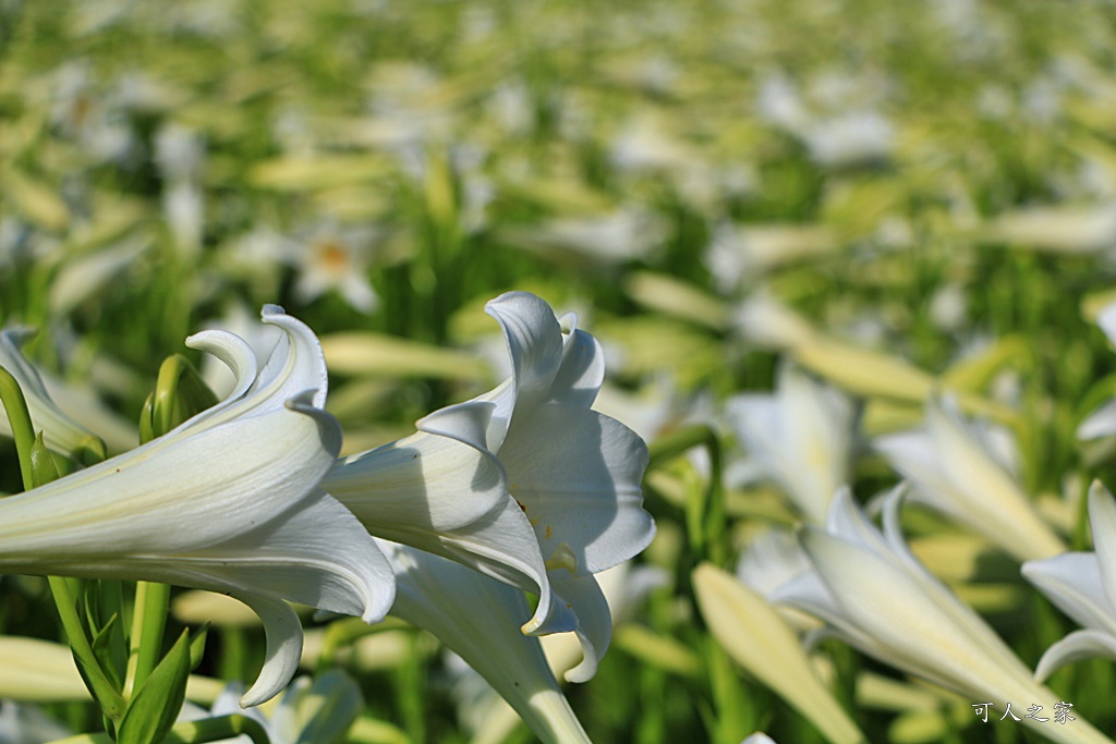 雲林四湖百合花 古厝小秘境