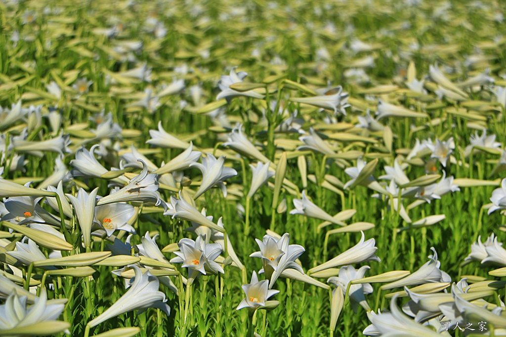 雲林四湖百合花 古厝小秘境