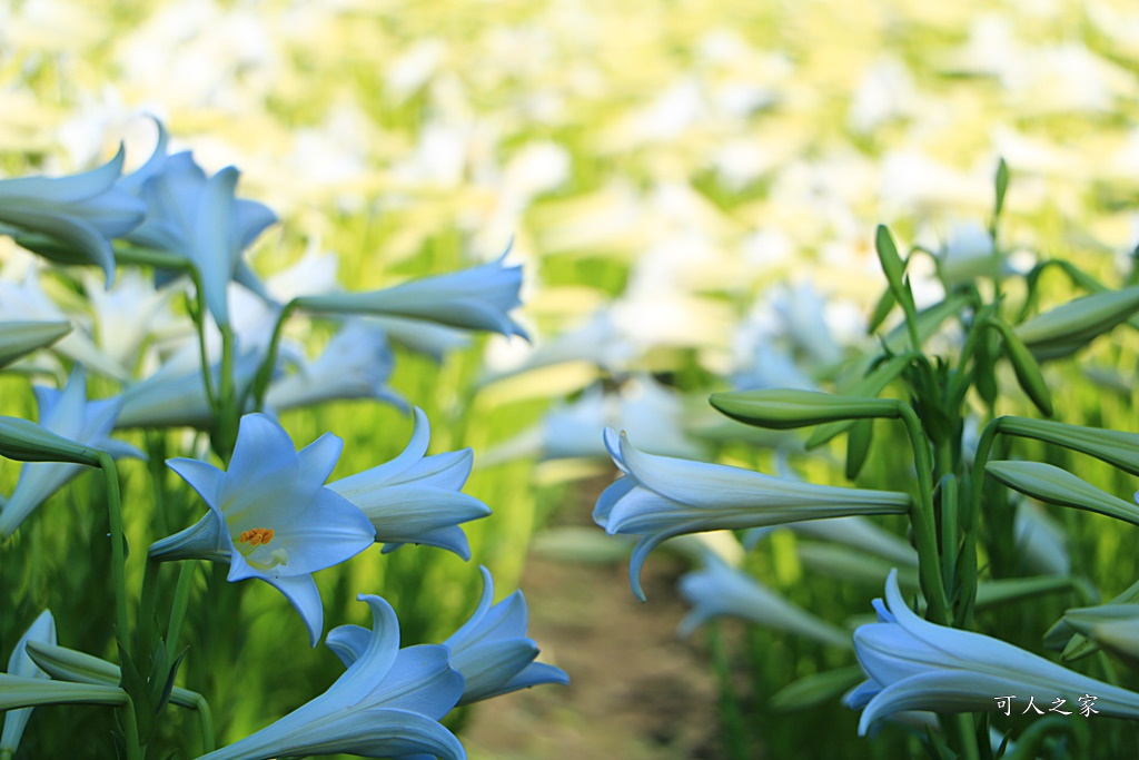 雲林四湖百合花 古厝小秘境