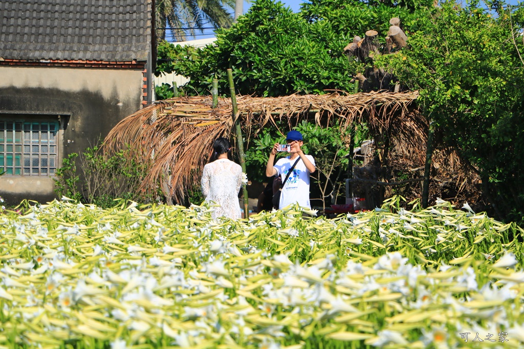 雲林四湖百合花 古厝小秘境