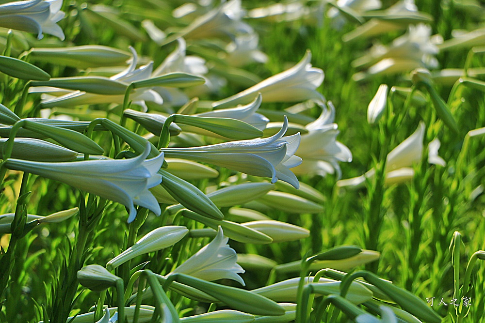 雲林四湖百合花 古厝小秘境