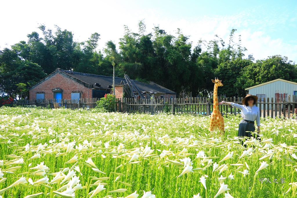 雲林四湖百合花 古厝小秘境