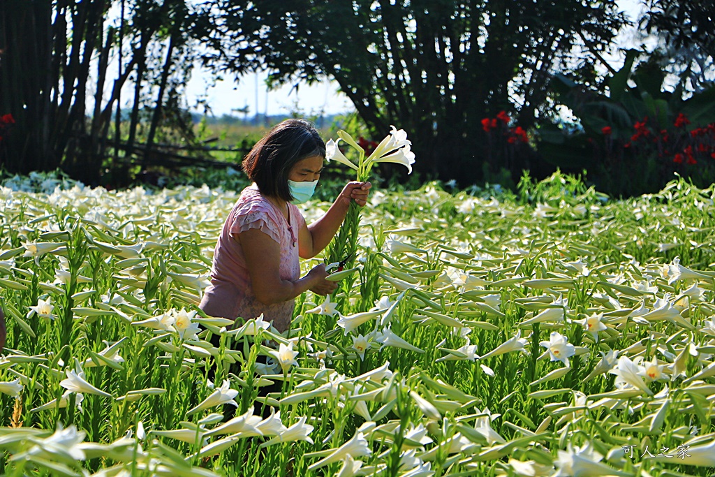 雲林四湖百合花 古厝小秘境