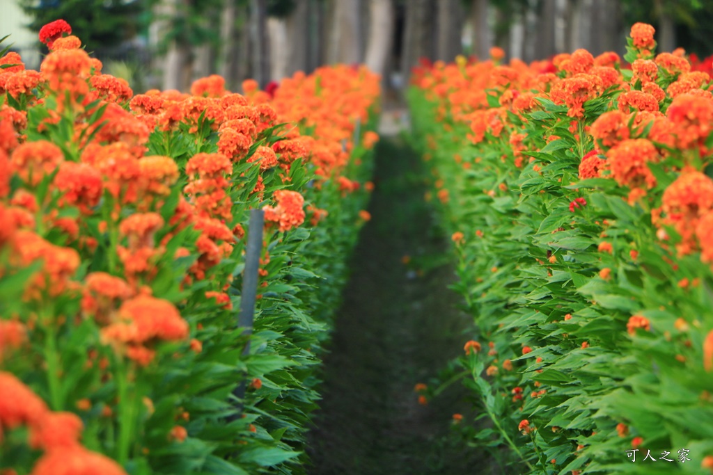 北斗雞冠花