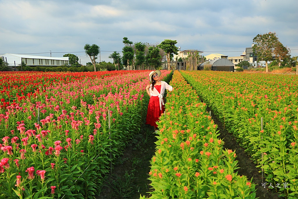 北斗雞冠花