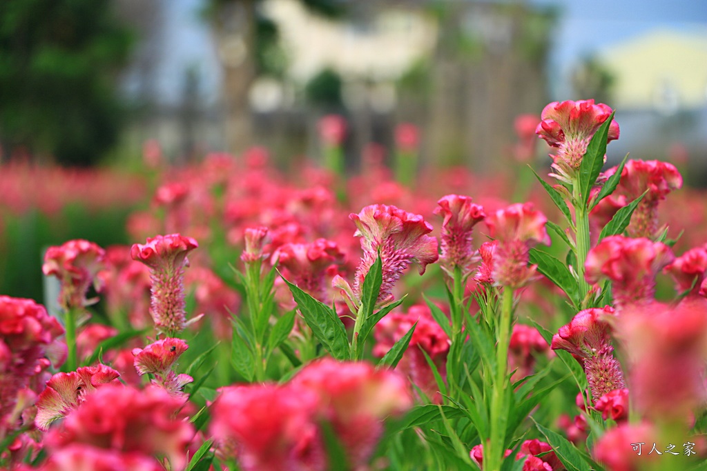 北斗雞冠花