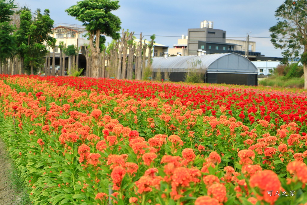 北斗雞冠花