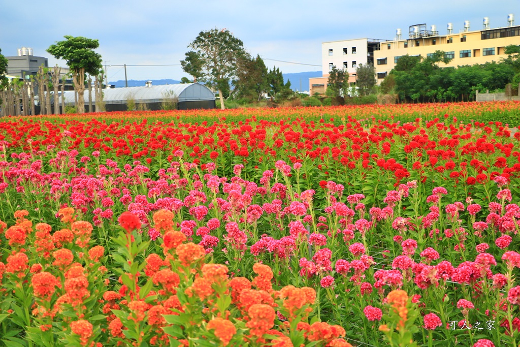 北斗雞冠花